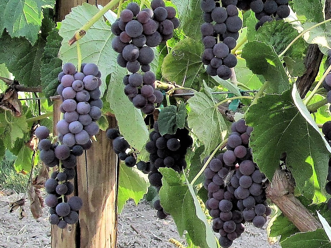 Sweet Table Grapes are Abundant at West Union Gardens! - Tri-County Farms