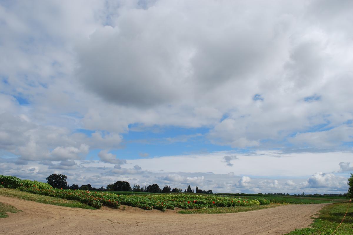Sauvie Island Farms TriCounty Farms