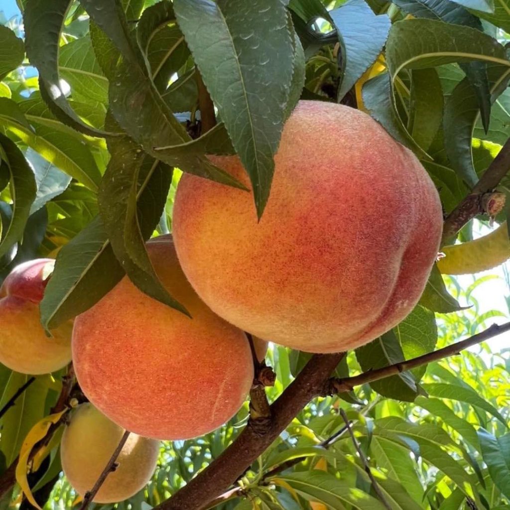 peach 3050783.jpg